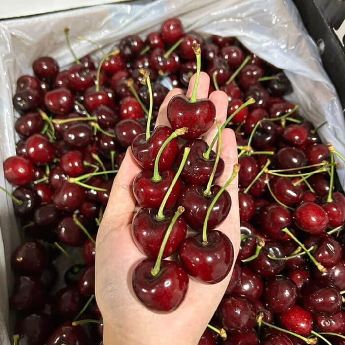 Cherry đỏ Mỹ tại cửa hàng trái cây nhập khẩu quận 9 căng bóng quyến rũ
