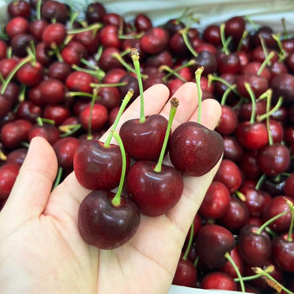 Cherry Úc có giá thành nhỉnh hơn so với Cherry Trung Quốc