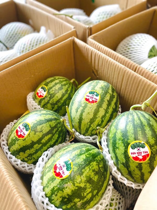 Sunrise Fruits cung cấp số lượng dưa hấu lớn để làm soda hương vị trái cây nhiệt đới