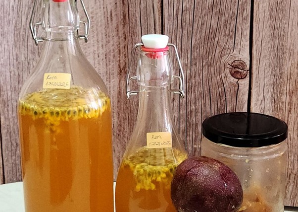 Gừng có làm kombucha được không?
