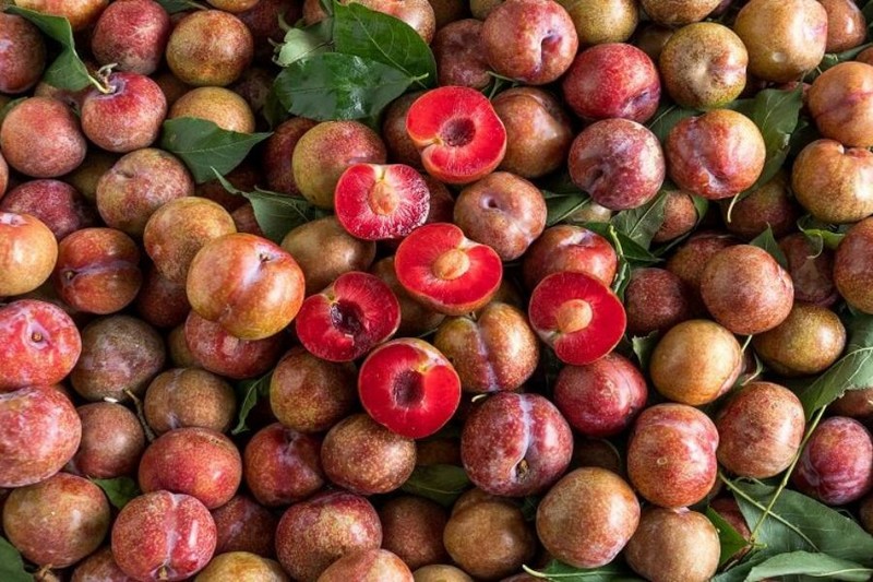 100g mận Hà Nội bao nhiêu calo?