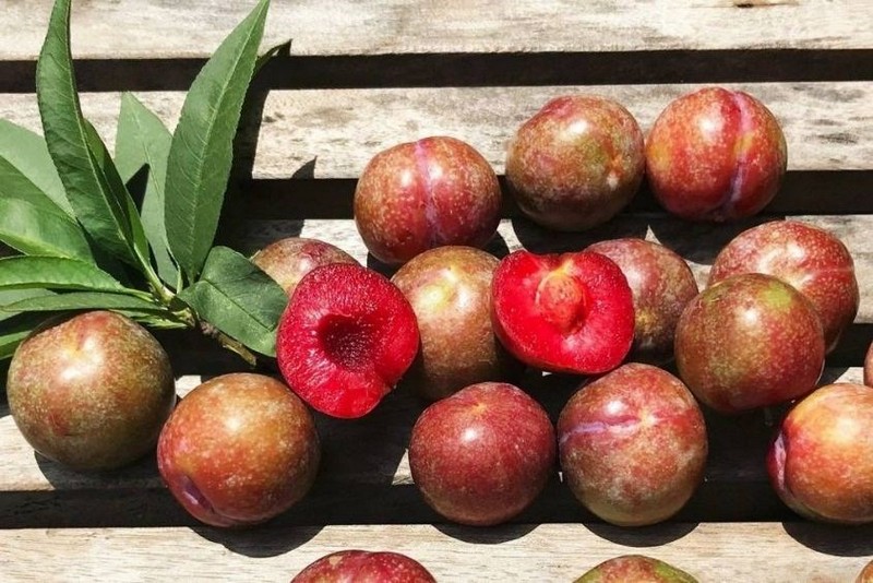 Mận Hà Nội là loại trái cây chứa nhiều dưỡng chất thiết yếu cho phụ nữ mang thai