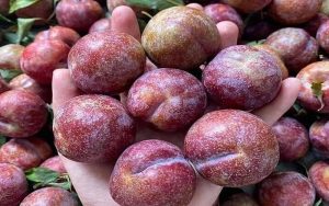 Lưu ý khi ăn mận Hà Nội