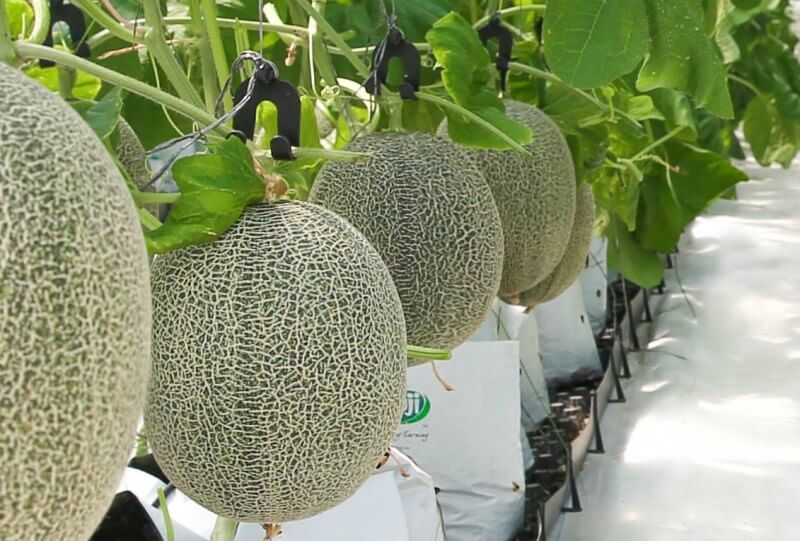 Một số lưu ý khi ăn dưa lưới đảm bảo sức khỏe
