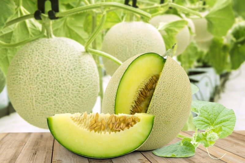 Lợi ích dinh dưỡng trong quả dưa lưới