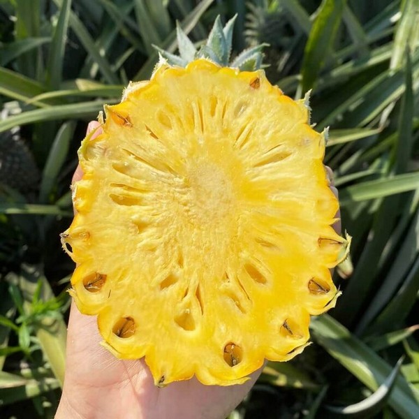 Dứa Queen Amango có màu vàng óng ả, vị ngọt thanh đi kèm theo thật nhiều chất dinh dư, hương thơm đặc trưng