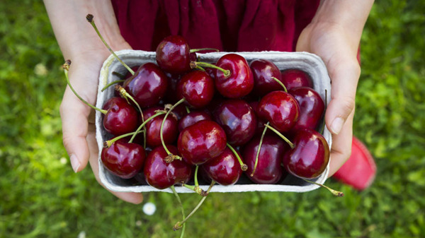 Cherry Úc mọng nước