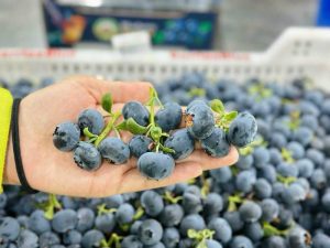 Việt quất là trái cây tốt cho thần kinh